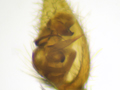 Pardosa prativaga